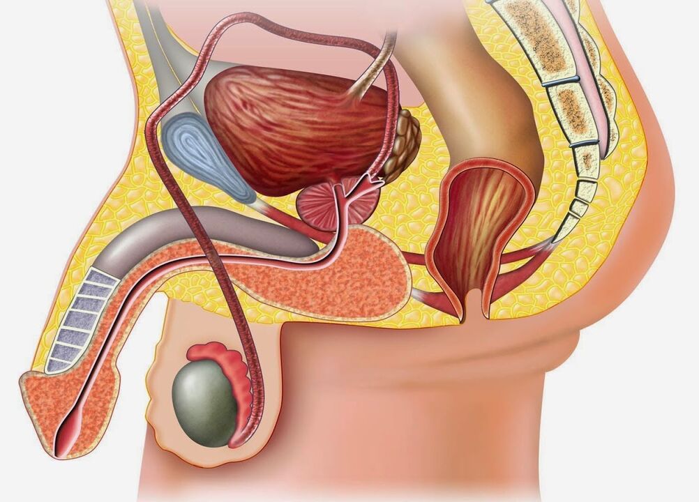 Struktura prostate in okoliških tkiv